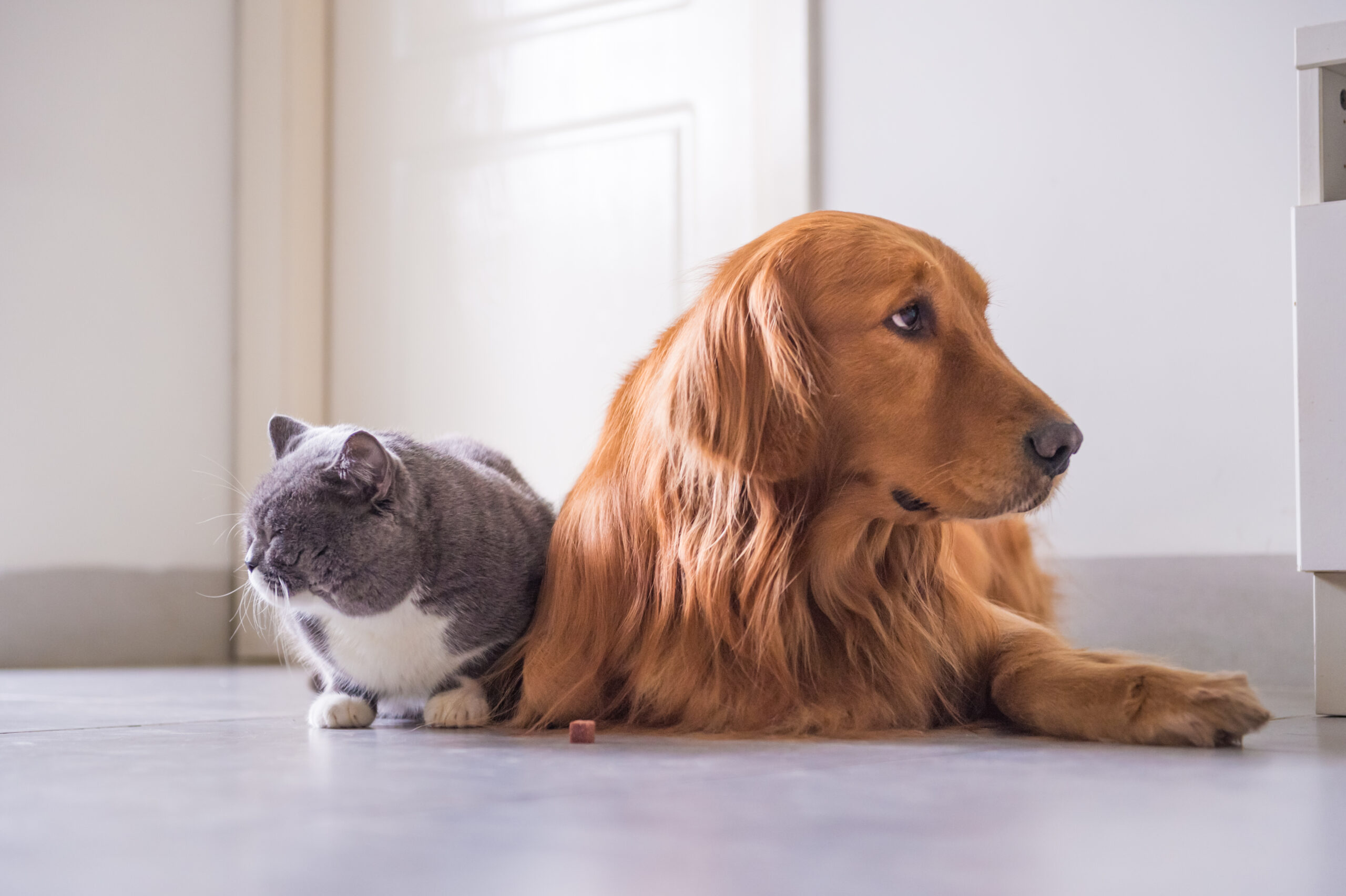 british,cat,and,golden,retriever